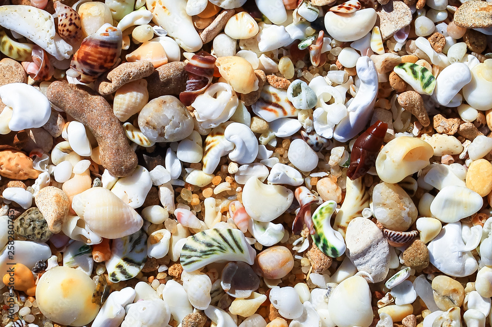 Seashells close up on a beach in Barwon Heads, Australia. Seashells close up on a beach in Barwon Heads, Australia.