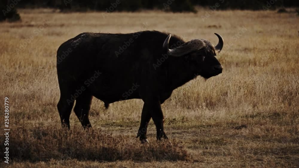 African buffalo in Masai Mara park on a sunset African buffalo in Masai Mara park on a sunset