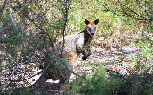 An adult swamp wallaby (Wallabia bicolor) hiding among shrubs on a sunny day in Victoria, Australia.