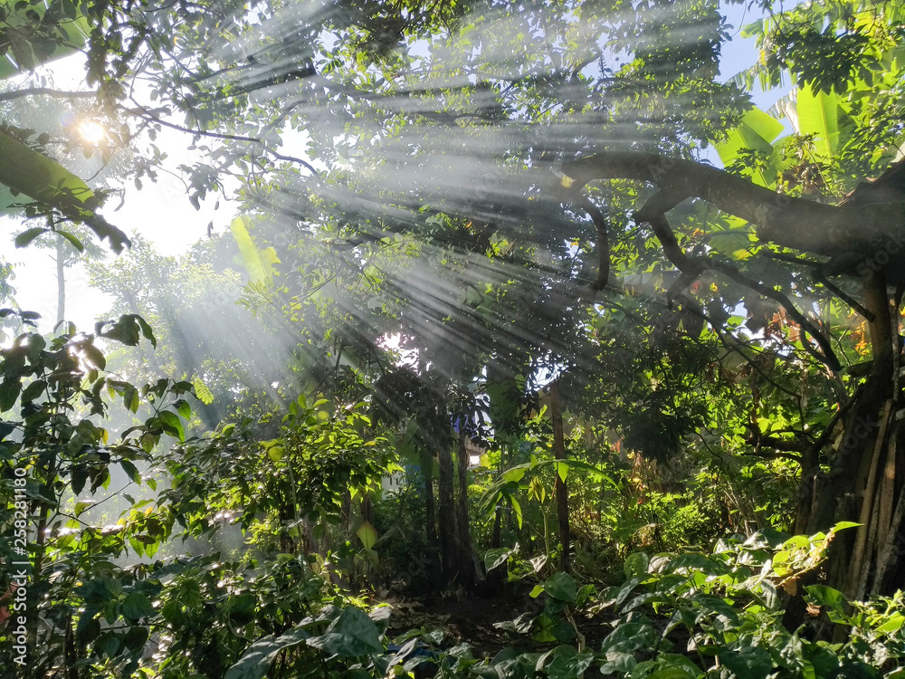 Sunlight pierces the beautiful green leaves of the tree, there is a smog of light illuminated by sunlight with a lens flare