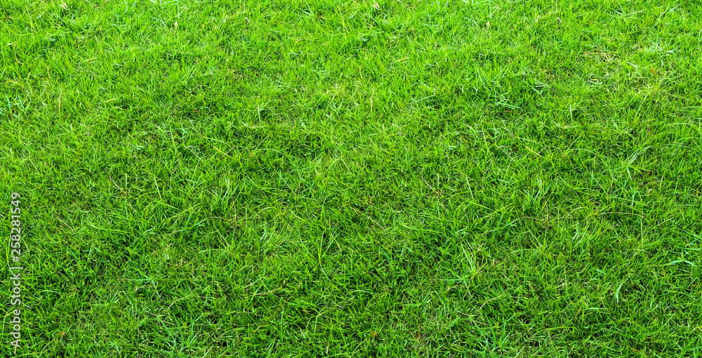 Landscape of grass field in green public park use as natural background or backdrop. Green grass texture from a field.