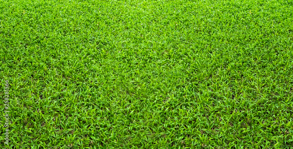 Obraz premium Green grass texture for background. Green lawn pattern and texture background. Close-up.