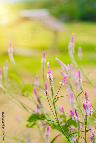 Celosia argentea Purple and white flower  Beautiful pink celosia flowers blooming in the gerden