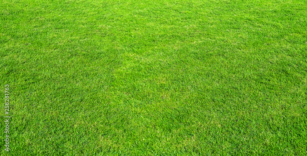 Landscape of grass field in green public park use as natural background or backdrop. Green grass texture from a field. Landscape of grass field in green public park use as natural background or backdrop. Green grass texture from a field.