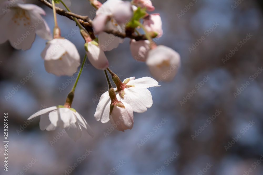満開の桜のクローズアップ 満開の桜のクローズアップ