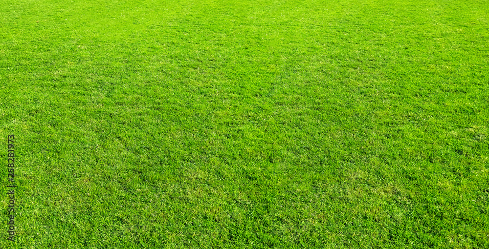 Landscape of grass field in green public park use as natural background or backdrop. Green grass texture from a field. Landscape of grass field in green public park use as natural background or backdrop. Green grass texture from a field.