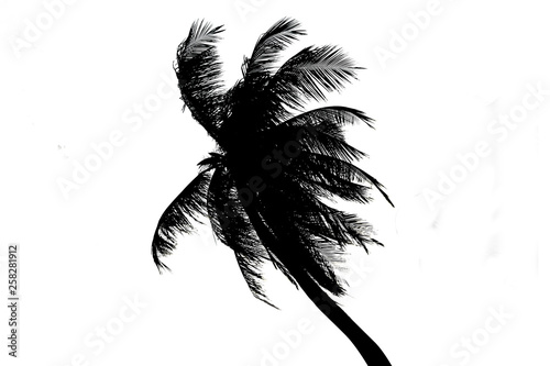 black and white coconut leaf  white background