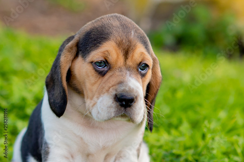 Beautiful beagle puppy on the green grass © Gelpi