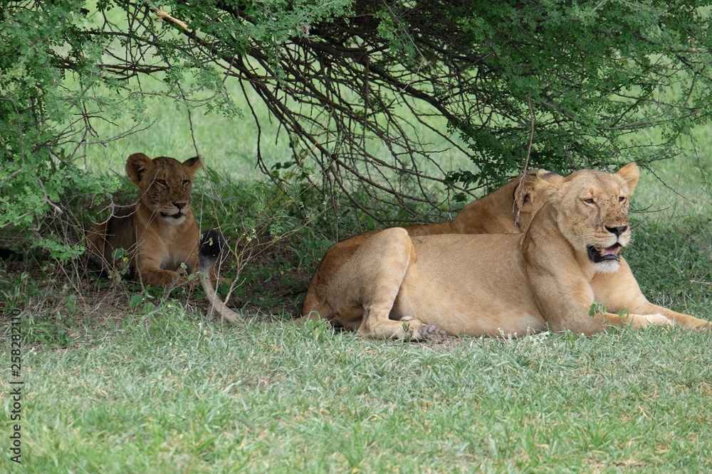 Obraz premium leonessa + baby