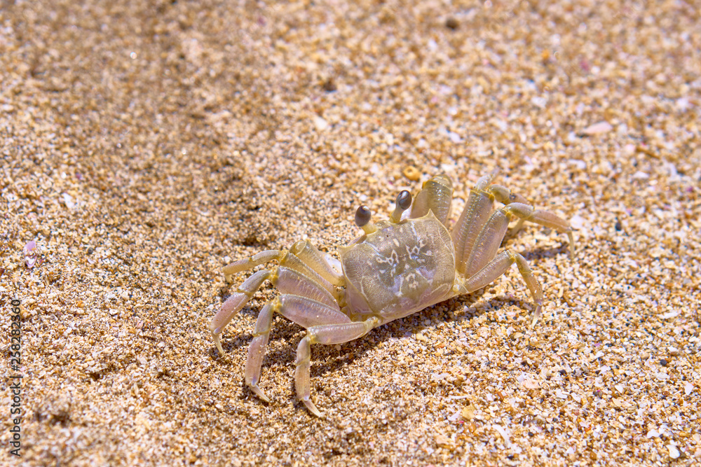 Sand crab on the beach. Bali, Indonesia. Sand crab on the beach. Bali, Indonesia.