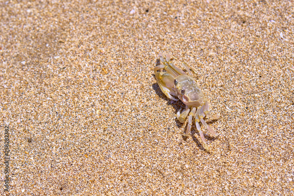 Sand crab on the beach. Bali, Indonesia.