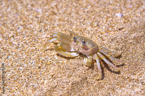 Sand crab on the beach. Bali  Indonesia.