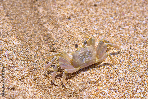 Sand crab on the beach. Bali, Indonesia.