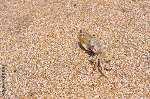 Sand crab on the beach. Bali  Indonesia.