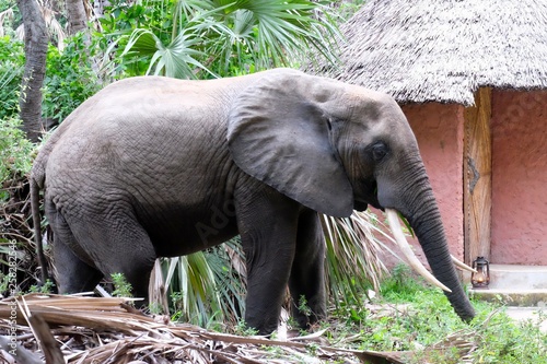 elefante nel campo