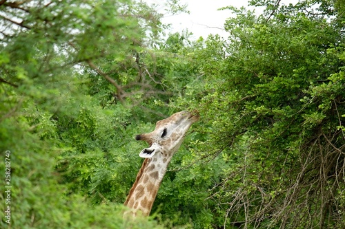 giraffa photo