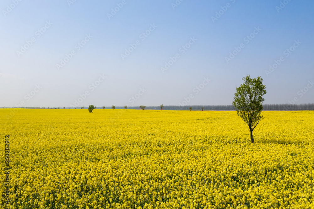 rapeseed flower field landscape in spring