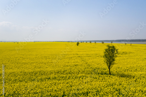 rapeseed flowers in blossom