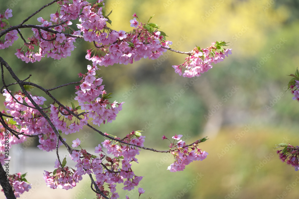 春・満開の桜木