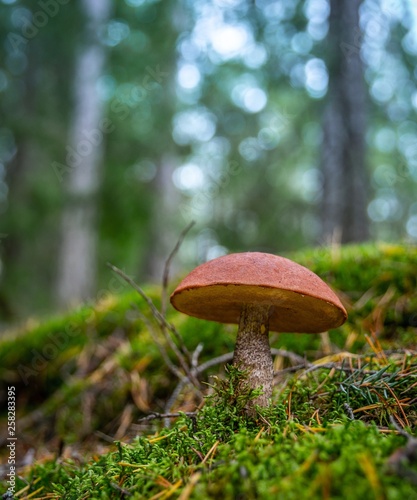 Fotografie mushroom, forest, autumn, nature, fungus, food, boletus, brown, moss, edible, gr