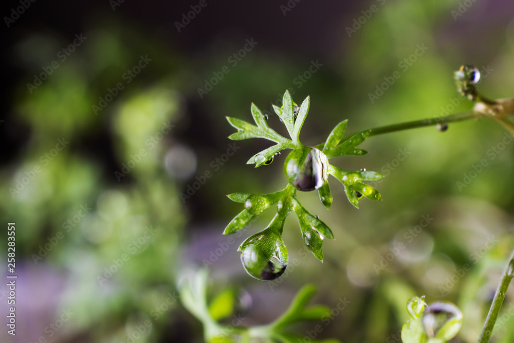 Young leaves of dill in water drops closeup. Bright summer macro photo. The image is suitable for various topics related to plant growing, healthy nutrition, gardening, and vegetarianism. Young leaves of dill in water drops closeup. Bright summer macro photo. The image is suitable for various topics related to plant growing, healthy nutrition, gardening, and vegetarianism.
