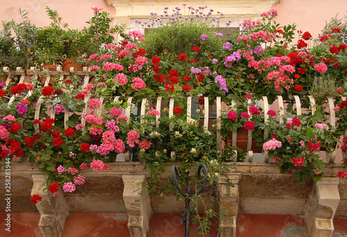 Pelargonium flowers in pink red and violet on a beautiful Mediterranean balcony.