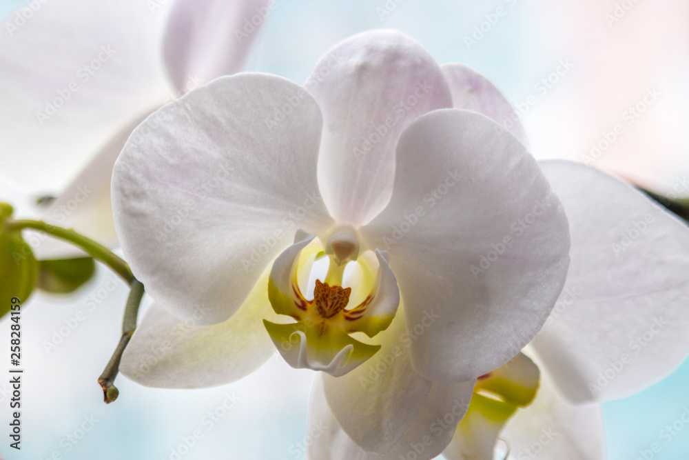 Fototapeta premium Delicate Orchid flower