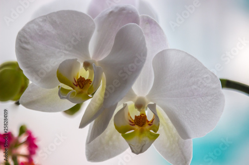 Delicate Orchid flower