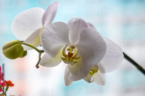 Delicate Orchid flower