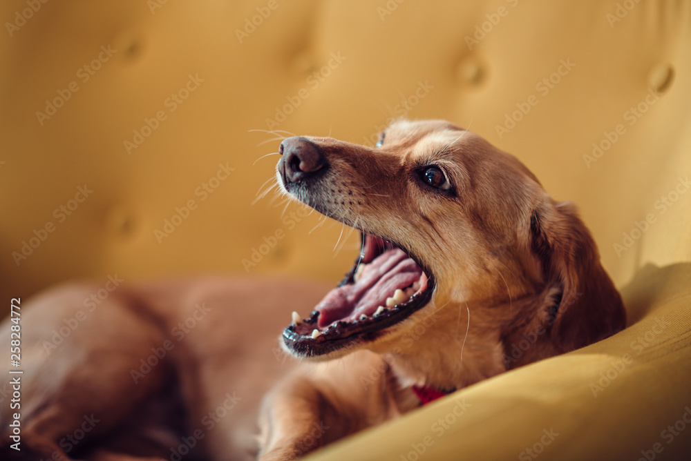 Why Does My Dog Scream When Yawning