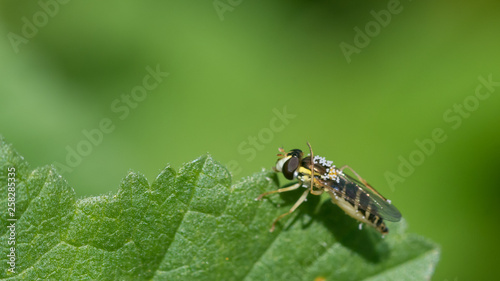 Isolated young bee macro close up in the wild- Israel