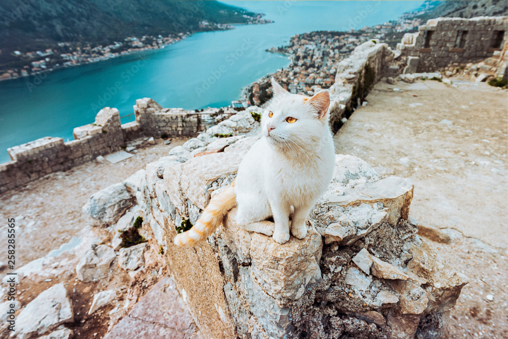 Fototapeta premium The cat sits on a high stone wall overlooking the city