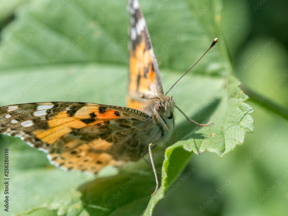 Obraz premium Isolated macro of a monarch butterfly in the wild- Israel