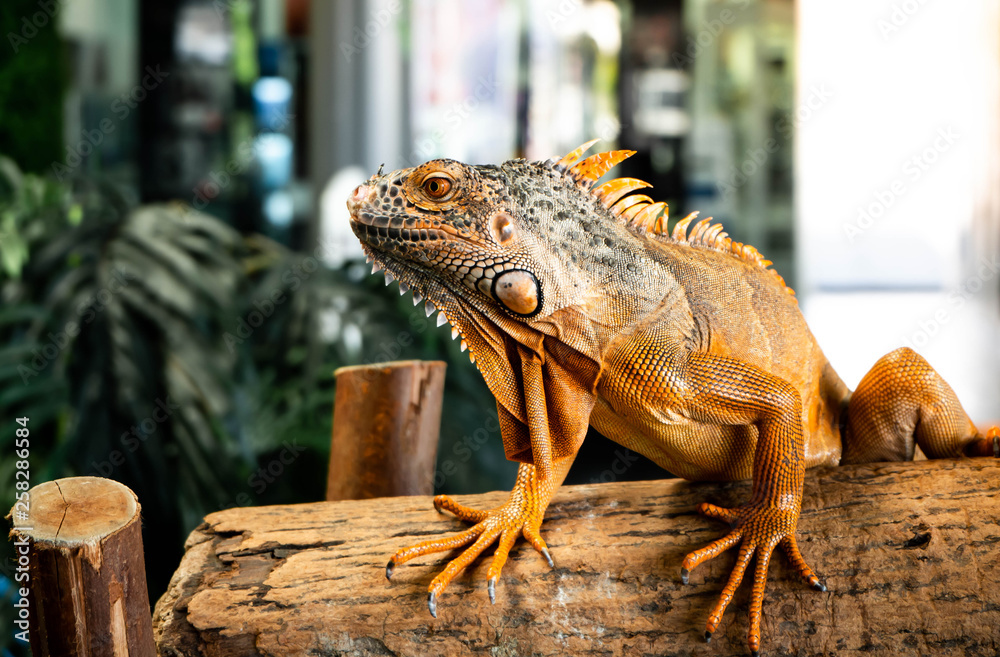 Fototapeta premium Iguana iguana on wood