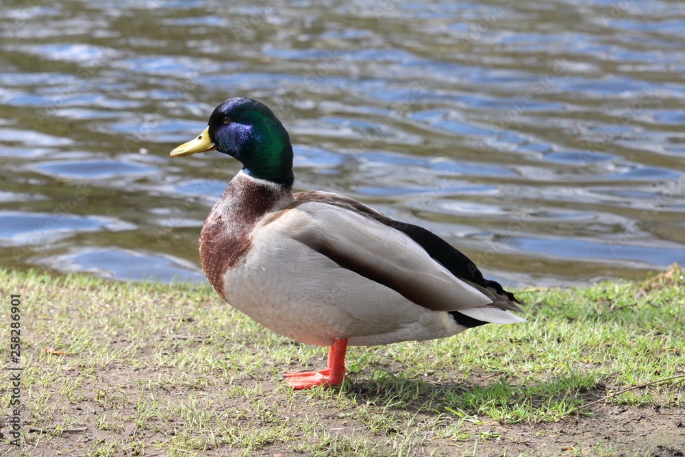 mallard duck mallard duck