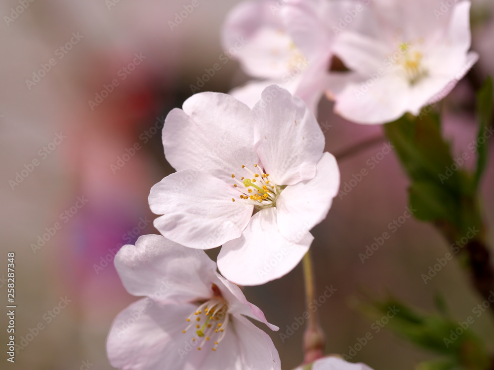 春・満開の桜木と花のクローズアップ 春・満開の桜木と花のクローズアップ