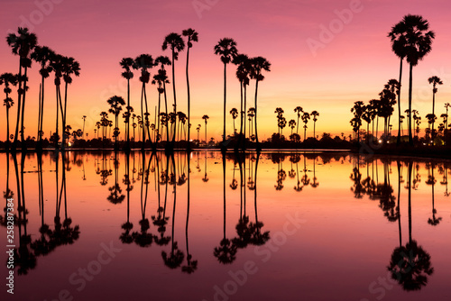 Silhouette sugar palm and the reflection in the pond. In the morning. pink and orange tone.