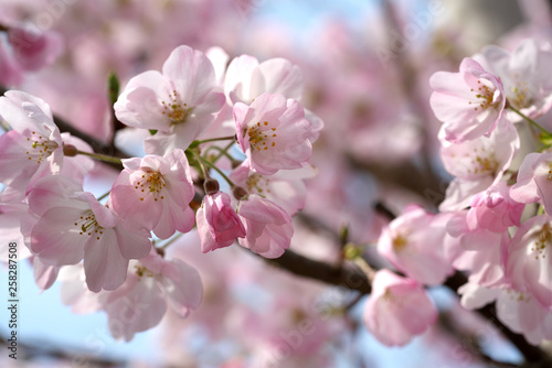 春・満開の桜木と花のクローズアップ