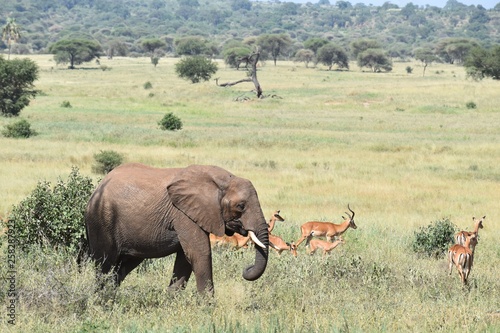 Elephant and Gazelle