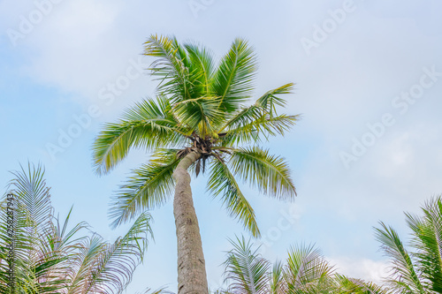 Coconut trees in Zhanjiang Seaside Park