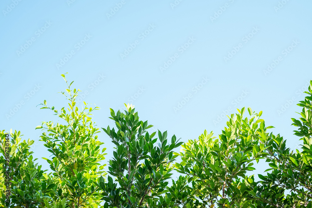 The Tree and Blue sky with copy space for text The Tree and Blue sky with copy space for text