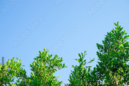 The Tree and Blue sky with copy space for text