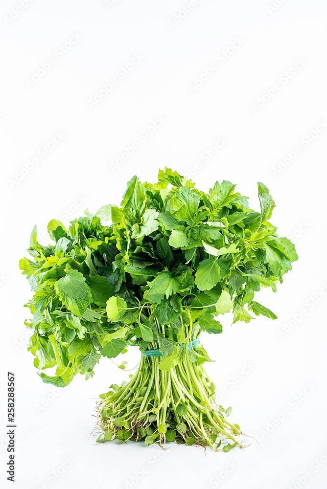 A green fresh motherwort grass seedling on a white background A green fresh motherwort grass seedling on a white background