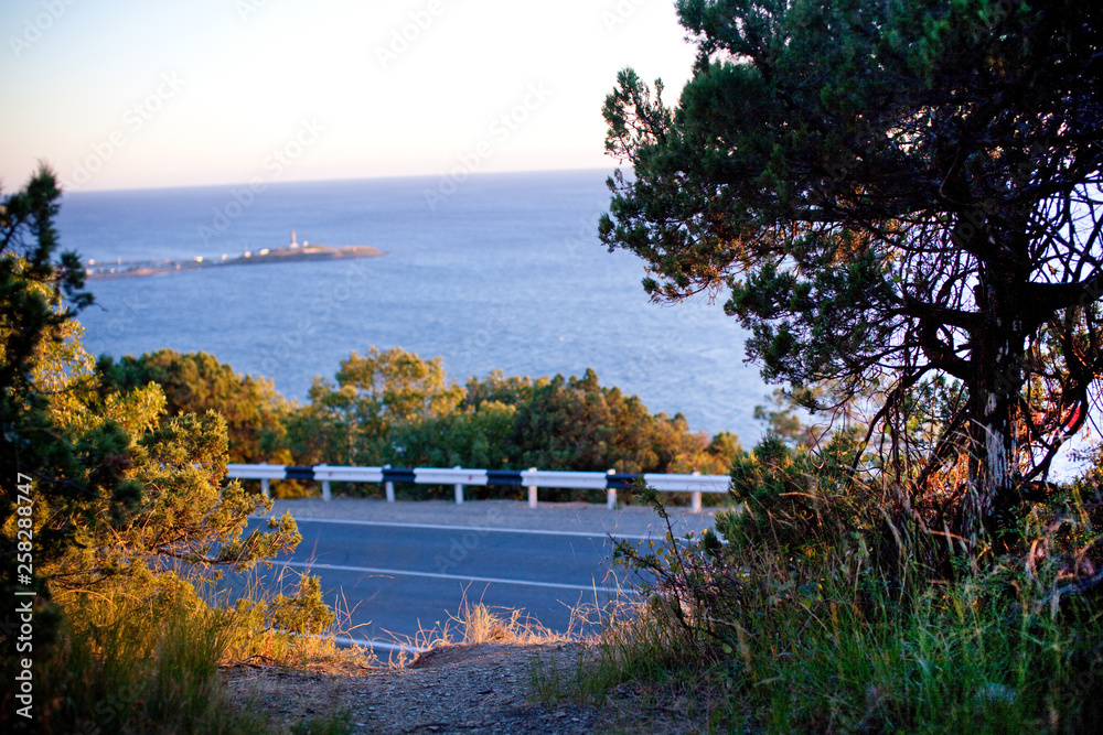 Coniferous trees at sunset on the background of the road along the sea. black and white parapet along the road. 