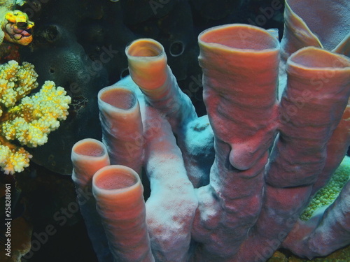 The amazing and mysterious underwater world of Indonesia, North Sulawesi, Bunaken Island, demosponge photo