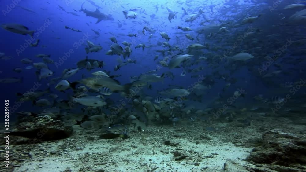 Group of sharks is hunting fish underwater ocean of Fiji. Group of sharks is hunting fish underwater ocean of Fiji.