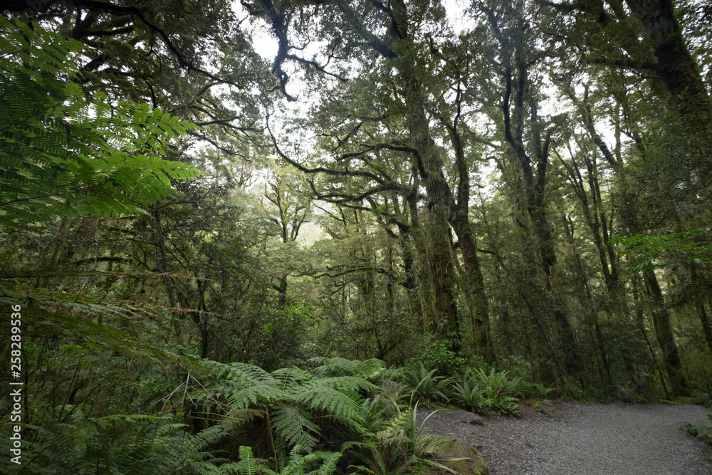 Obraz premium Amazing views of trees in the forests of New Zealand