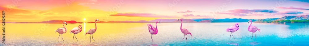flamingi  - obrazy, fototapety, plakaty 