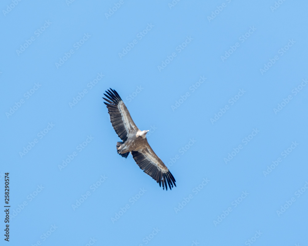 Fototapeta premium Vol de vautour