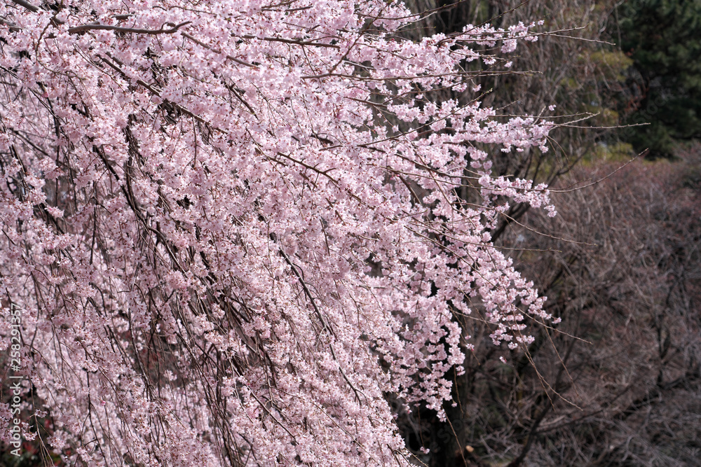 春・満開のしだれ桜 春・満開のしだれ桜